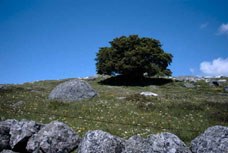 arbre-seul.jpg (15379 octets)